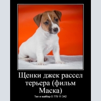 Jack Russell Terrier, Щенки французского бульдога а так-же щенки джек рассел терьера (фильм Маска)!!!