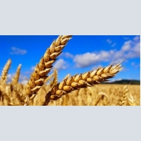 Sell agricultural enterprise on cultivation of grain crops 