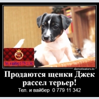 Jack Russel Terrier, Verkauft Welpen Jack Russell Terrier!
