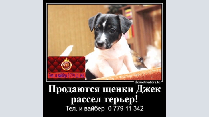 Jack Russell Terrier, Puppies for sale Jack Russell Terrier!