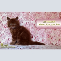 Kitten Maine Coon red solid. The show class. Nursery