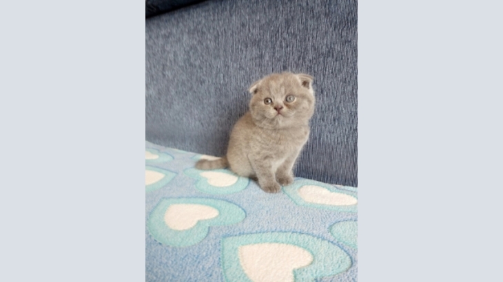 Продам вислоухого шотландского котенка