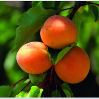 Саженцы абрикоса недорого от производителя