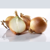 onion wholesale SP