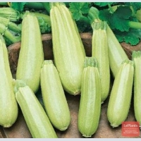 sell wholesale zucchini SP