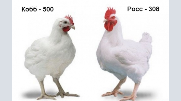 Hatching eggs from leading manufacturers in the Czech Republic.