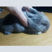Mini Kaninchen