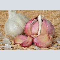 garlic wholesale SP