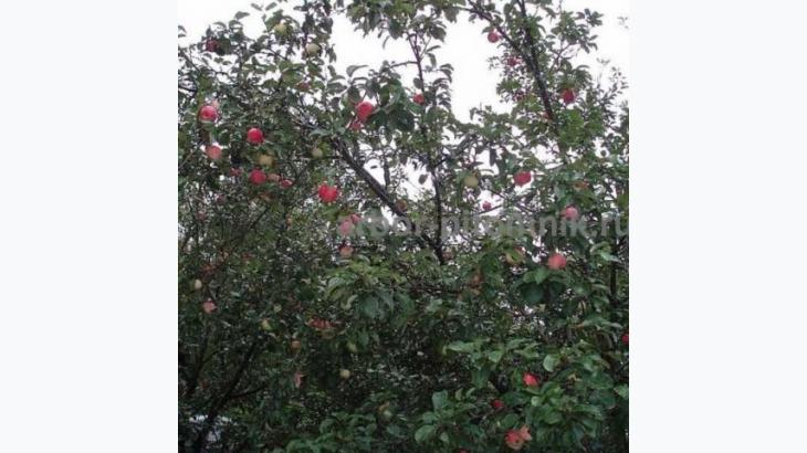 Крупномеры яблонь, саженцы яблони и плодовых деревьев в Москве и Подмосковье из питомника