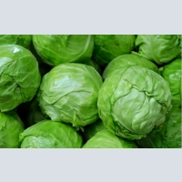 sell cabbage wholesale