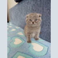 Sell Scottish fold kitten