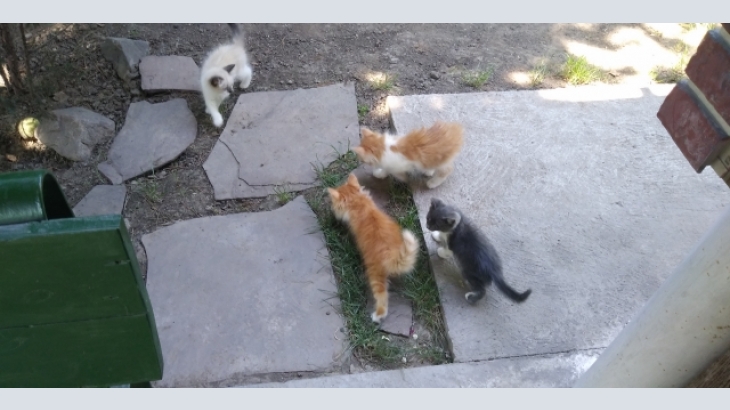 Трое котят ищут дом. Добрые и заботливые руки. 