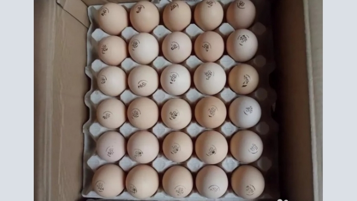 Инкубационное яйцо от ведущих производителей Чехия.
