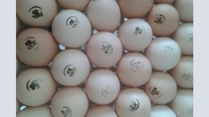 Hatching eggs from leading manufacturers in the Czech Republic.