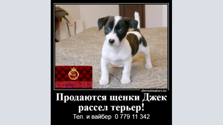 Jack Russell Terrier, Puppies for sale Jack Russell Terrier!