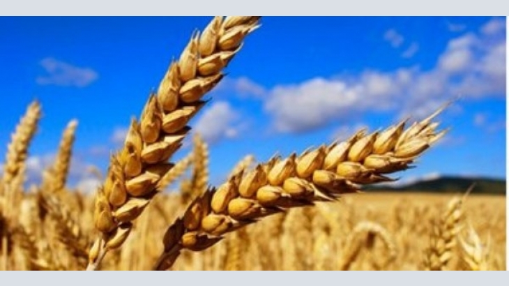 Sell agricultural enterprise on cultivation of grain crops