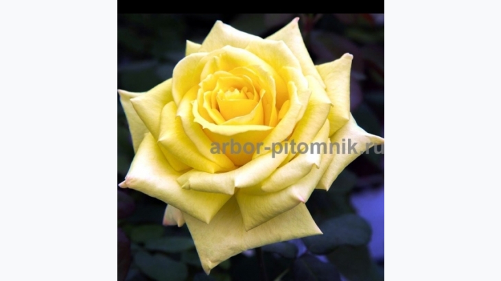 Саженцы кустовых роз из питомника, каталог роз в большом ассортименте в питомнике Арбор 